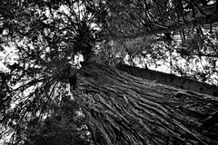 Standing Next to and Looking up the Sides of a Tall Evergreen Tree (Black & White)
