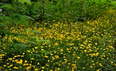 A Field of Yellow Daisies (Mount Baker-Snoqualmie National Forest)