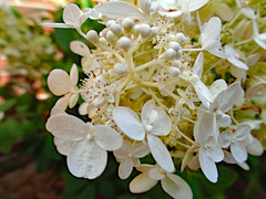 Hydrangea Blossoms.