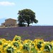 Plateau de Valensole • <a style="font-size:0.8em;" href="http://www.flickr.com/photos/63683636@N08/43164229414/" target="_blank">View on Flickr</a>
