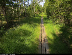 20180801_08 The trail Bohusleden, section 14 - Bovik to Metsjö | Bohuslän, Sweden