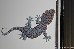 Gekko gecko (Tockay)