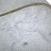 Cyathocrinites parvibrachiatus (fossil crinoid) (Mississippian; Crawfordsville, Indiana, USA) 2