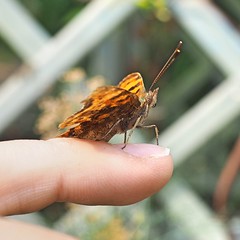 Butterfly Whisperer