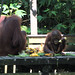 Orangutan 7