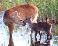 Chinese water deer tending one of its two fawn's