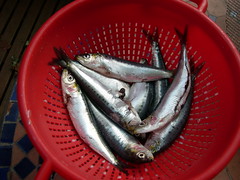 Anglų lietuvių žodynas. Žodis sardine reiškia n sardinė; packed like sardines kaip silkės statinėje lietuviškai.