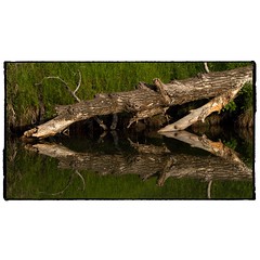 Fallen trees and reflections. #photography #photooftheday #photoadaychallenge #canon7d #sigma150600 #nature #bird #opcmag #log #reflection #water #project365 #yyc #calgary
