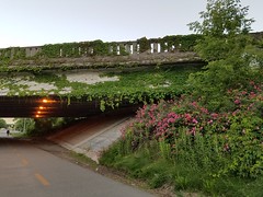 6-15-2018: The overpass is in the Ivy League. Cambridge, MA