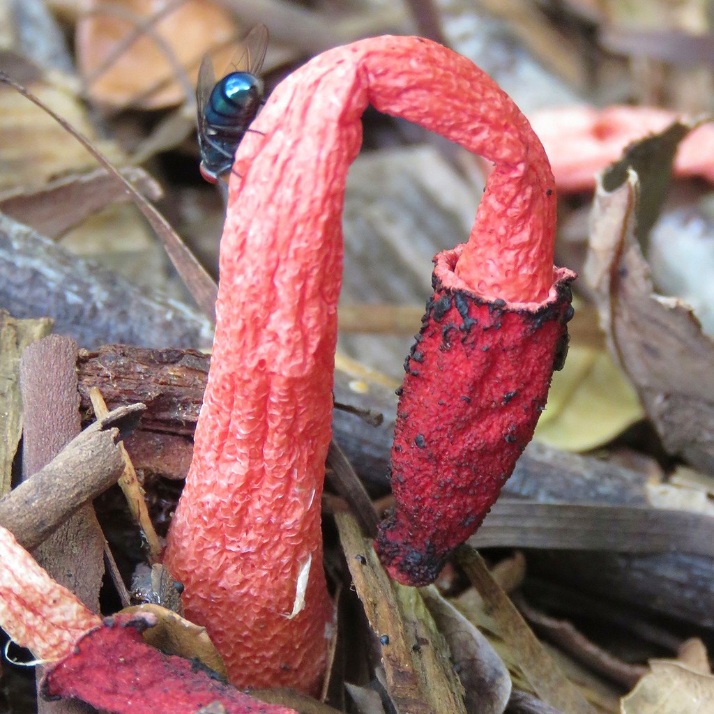 The World S Best Photos Of Red And Stinkhorn Flickr Hive