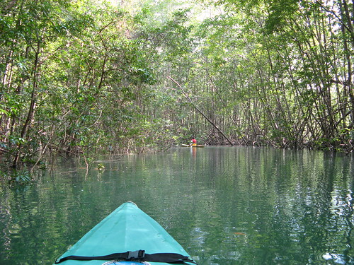 Mangroves Golfo Dulce