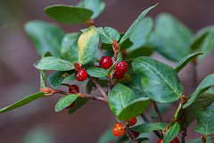 Anglų lietuvių žodynas. Žodis soapberry tree reiškia soapberry medis lietuviškai.