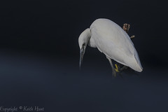 Little Egret  - (Egretta garzetta) - 'Z' for zoom