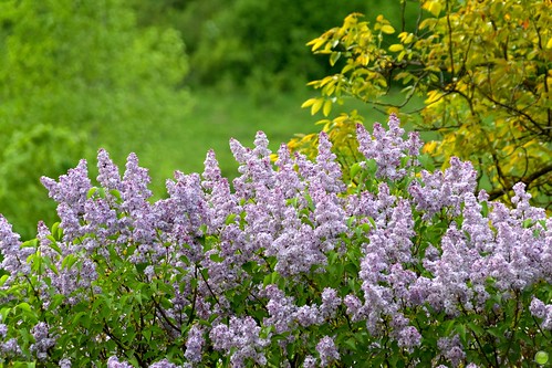Bush of lilacs