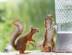 red squirrel is holding a water tap