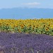Plateau de Valensole • <a style="font-size:0.8em;" href="http://www.flickr.com/photos/63683636@N08/30012113058/" target="_blank">View on Flickr</a>