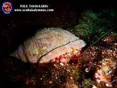 Kalymnos Diving Hermit crab • <a style="font-size:0.8em;" href="http://www.flickr.com/photos/150652762@N02/42248562120/" target="_blank">View on Flickr</a>