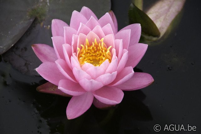 Supranee Pink