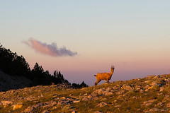Wild goat on Mount Olympus