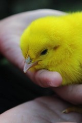 Anglų lietuvių žodynas. Žodis chick reiškia n paukščiukas; the chicks vaikai, jaunėliai, mažyliai lietuviškai.