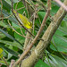Yellow-vented Warbler
