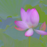 lotus_DSC9321aatif
