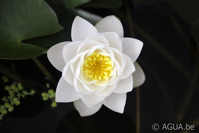 Siam Jasmine