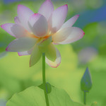 lotus_DSC_0173aa