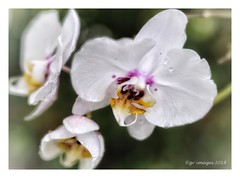 Anglų lietuvių žodynas. Žodis velvet flower reiškia aksominis gėlių lietuviškai.