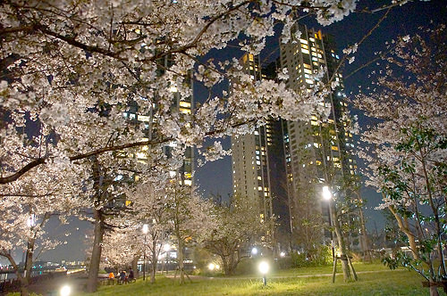 夜桜と公園 