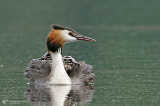 Great crested grebe and chicks