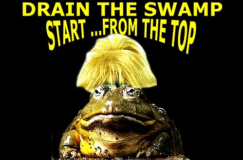 D trump frog bad hair day drain the swamp