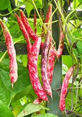 A lotta Borlotti