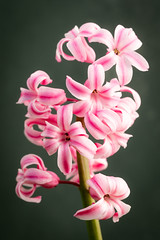 20180822_4519_7D2-100 Pink Hyacinth flower (234/365)