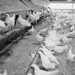 Chickens eating at a large-scale interior feeder, Port Williams, Nova Scotia / Des poules se nourrissant dans une grande mangeoire intérieure, Port Williams (Nouvelle-Écosse)