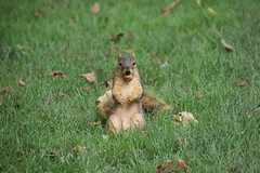 93/365/3745 (September 12, 2018) - Squirrels in Ann Arbor at the University of Michigan on September 11th & 12th, 2018