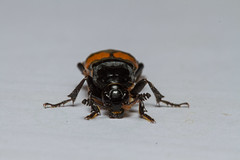 Sexton Beetle - Nicrophorus species