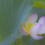 lotus_DSC3567acrop