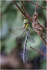 Southern Hawker 3 (Aeshna cyanea) • <a style="font-size:0.8em;" href="http://www.flickr.com/photos/55250729@N04/43765182425/" target="_blank">View on Flickr</a>