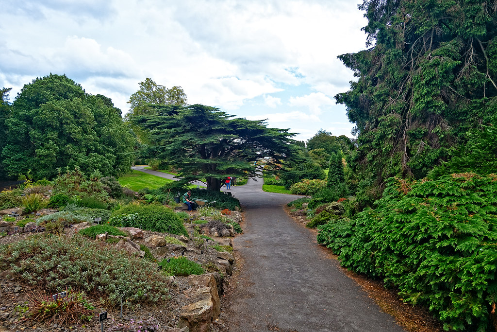 TUESDAY AFTERNOON AT THE BOTANIC GARDENS [IMAGES AT RANDOM USING A SONY RX0]-144670