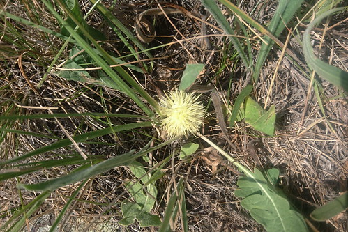 Centaurea rhizantha, mt. Mets Ishkhanasar, 2018.07.22