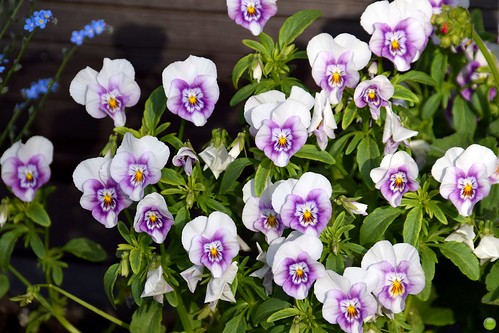 Funny pansy faces