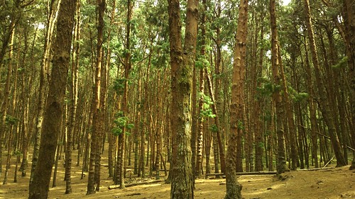 Pine tree forest, Kodaikanal