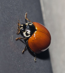 Cycloneda sanguinea (Linnaeus, 1763) - Unspotted Ladybird Beetle / Joaninha-Vermelha