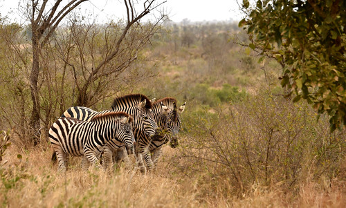 Southern Africa Wildlife - Story at Every Corner