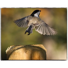 We have lift off. #photography #photooftheday #photoadaychallenge #canon7d #sigma150600 #bird #nature #chickadee #opcmag #flying #project365 #yyc #calgary
