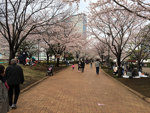 東品川海上公園、ここに直結！ 桜の名所。