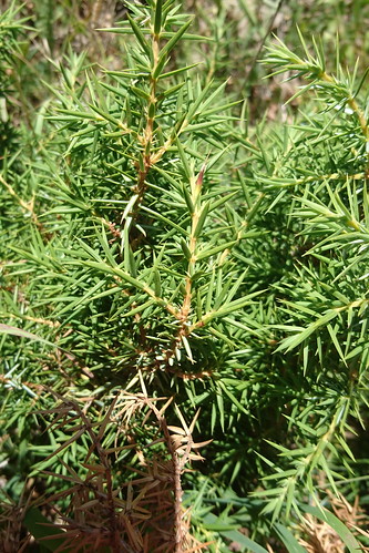 Juniperus sp., mt. Sartcasar, 2018.08.02