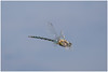 Migrant Hawker in flight 1 (Aeshna mixta) • <a style="font-size:0.8em;" href="http://www.flickr.com/photos/55250729@N04/43955785794/" target="_blank">View on Flickr</a>