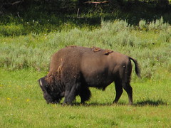 Bison bison, Yellowstone National Park, Wyoming, USA